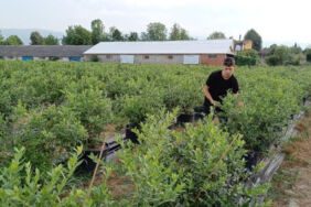 Üniversite öğrencisi tarafından ekildi_ 3 yıl sonra ilk meyvesini verdi!