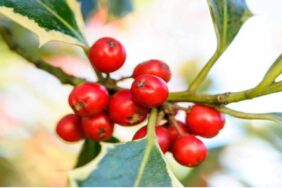 Vücudun detoks gücünü artıran besinler ile sağlıklı yaşam için doğal destek