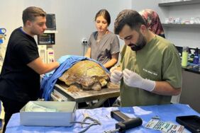 Yaralı caretta caretta tedavi edilip, denize bırakıldı