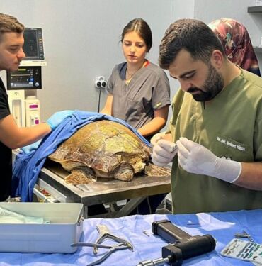 Yaralı caretta caretta tedavi edilip, denize bırakıldı