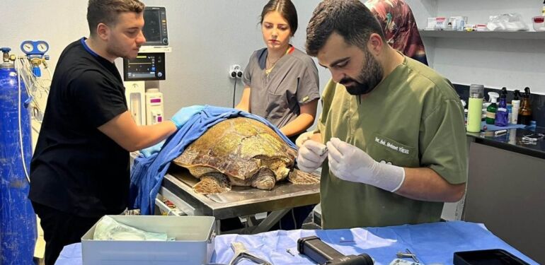 Yaralı caretta caretta tedavi edilip, denize bırakıldı