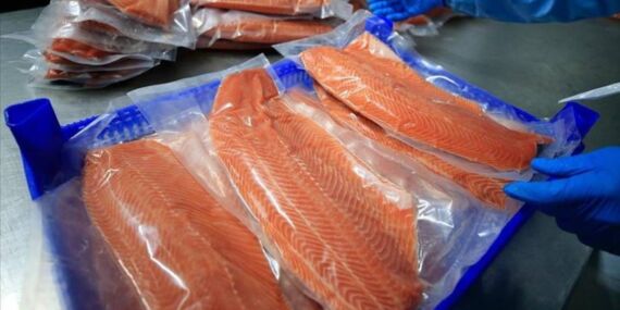 Türk Somonu ihracatı Doğu Karadeniz öncülüğünde yükselişe devam ediyor