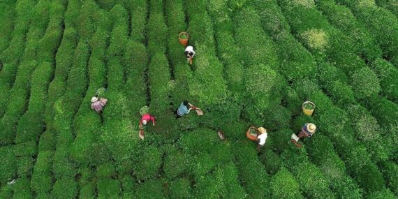 ÇAYKUR, ikinci sürgün döneminde kapasitesinin üzerinde alım yaparak üreticiyi mağdur etmemeye çalışıyor