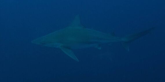 İskenderun Körfezi açıklarında besin arayan “kum köpek balıkları” görüntülendi