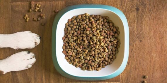 Türkiye’nin kedi ve köpek maması ihracatında artış sürüyor