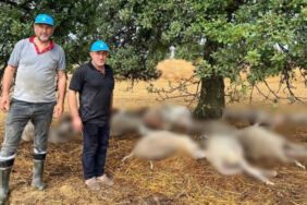 Yıldırım düşen ağacın çevresindeki 29 koyun öldü!