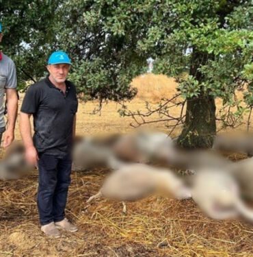 Yıldırım düşen ağacın çevresindeki 29 koyun öldü!