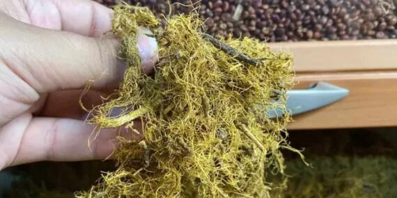 43 yıllık aktardan yazın serinlemenin sırrı! Bunaltıcı havalarda ferahlık veriyor