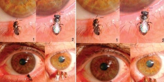 Bazı arılar, kirpiklere konup gözyaşlarını emiyor! Neden?