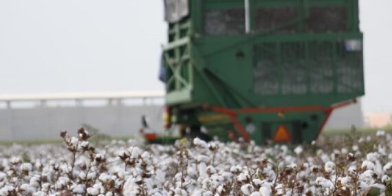 Söke Ovası’nda ‘beyaz altın’ yüzünü gösterdi: ‘Bebek gibi ilgi istiyor’ Hasadı eylül ayında…