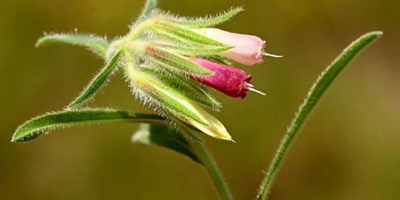 Sosyal medyada gördüğü bitkinin izini sürüp yeni tür olarak literatüre kazandırdı!