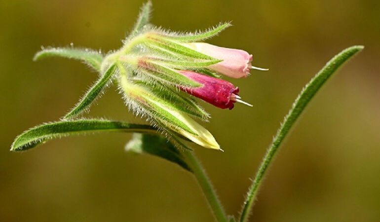 bitki