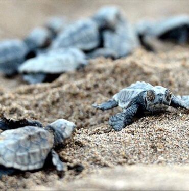caretta