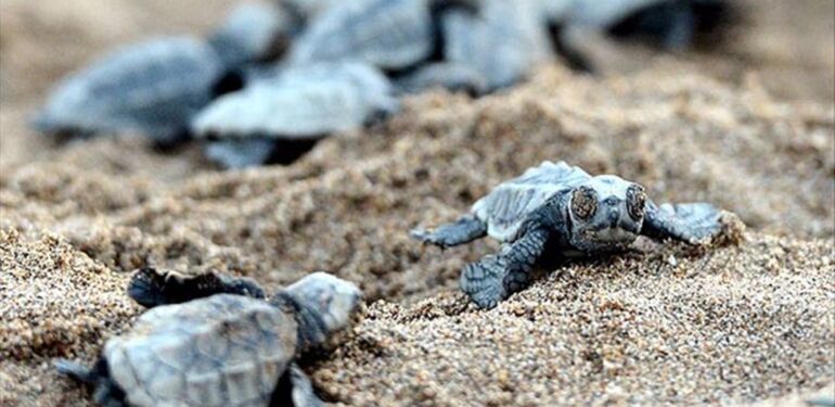 caretta