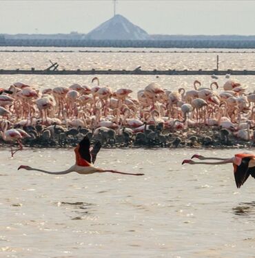 flamingo adası