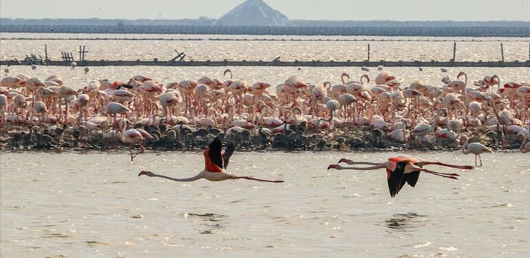 flamingo adası