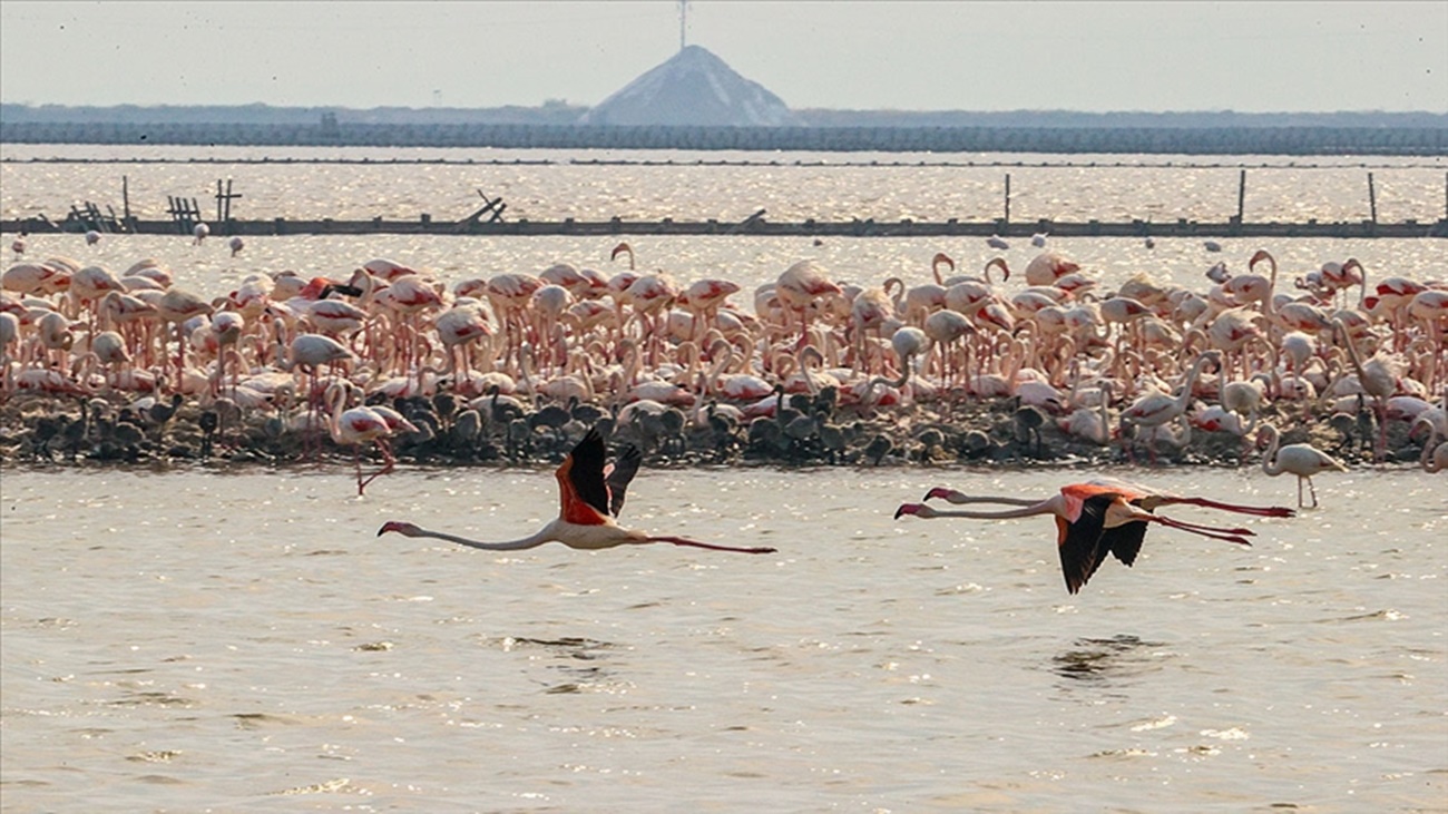 flamingo adası