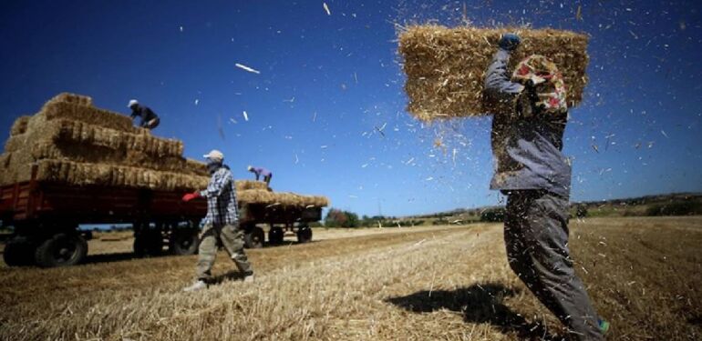 Hasatta sona yaklaşılan Trakya’da buğday üreticisi verimden memnun