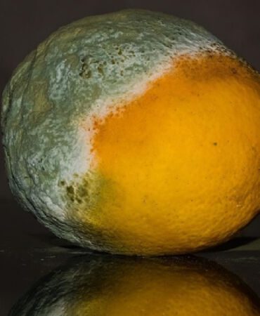 küf