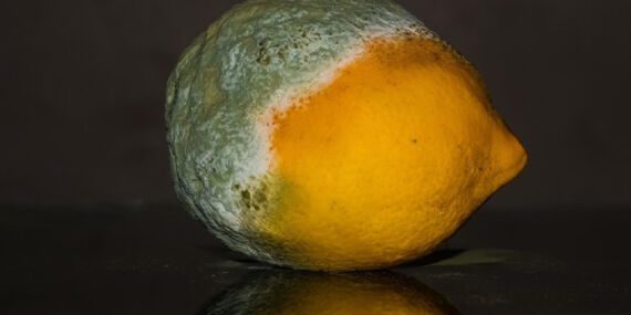 Sağlık açısından riskli mi? Hangi besinlerin küflenmiş kısımları tüketilebilir?