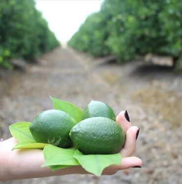 limon