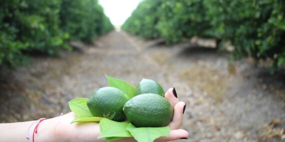 Turfanda limon hasadıyla fiyatların dengelenmesi öngörülüyor