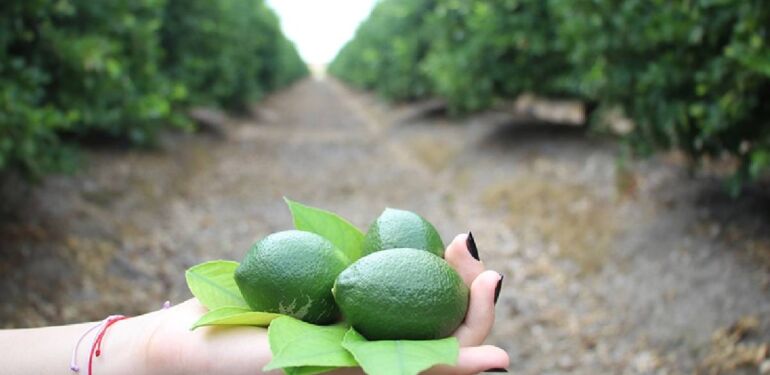 Turfanda limon hasadıyla fiyatların dengelenmesi öngörülüyor