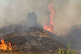 manisa'da orman yangını