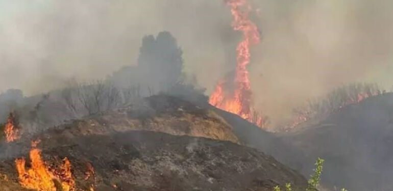 manisa'da orman yangını