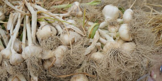 Sarımsakın başkentinde hasat zamanı
