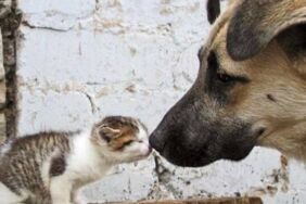 sokak hayvanları (1)