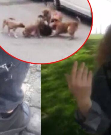 sokak köpeği