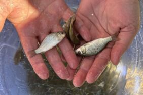 3 milyon 5 bin sazan yavrusu suya bırakıldı