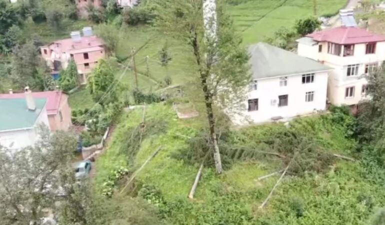 800 yıllık camiyi korumak için ağaçlar kesildi!