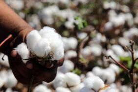 Adana’da pamuk hasadı öncesi 70 bin ton rekolte beklentisi