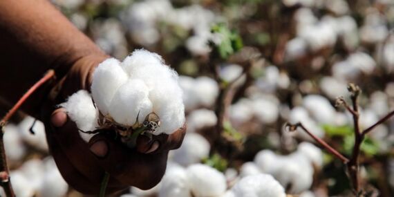 Adana’da pamuk hasadı öncesi 70 bin ton rekolte beklentisi