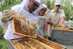 Ağrı'nın yükseklerinde üretiliyor Geven balının hasadı başladı