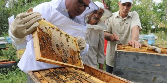 Ağrı’nın yükseklerinde üretiliyor: Geven balının hasadı başladı
