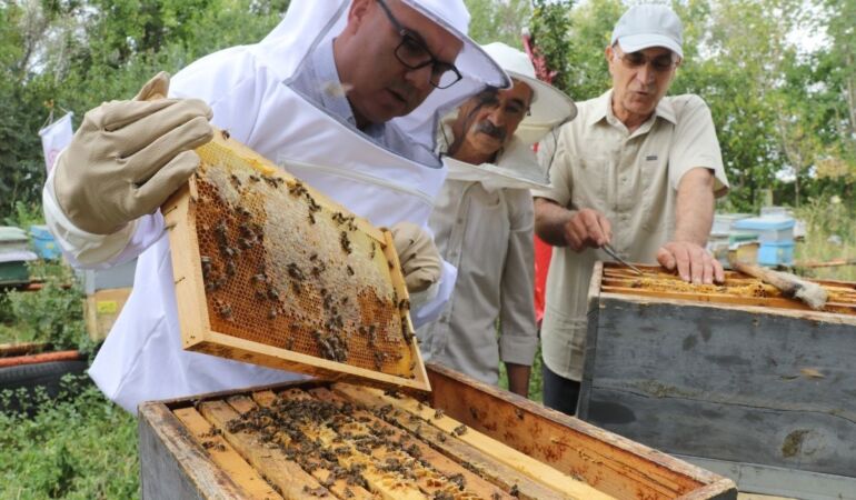 Ağrı’nın yükseklerinde üretiliyor: Geven balının hasadı başladı