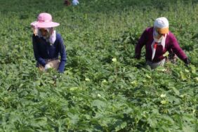 Amasya'nın coğrafi işaretli çiçek bamyasının hasadı başladı
