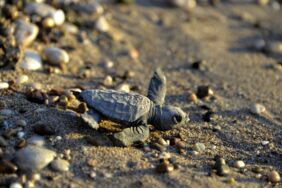 Antalya'da yavru caretta caretta mevsimi