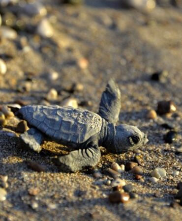 Antalya'da yavru caretta caretta mevsimi
