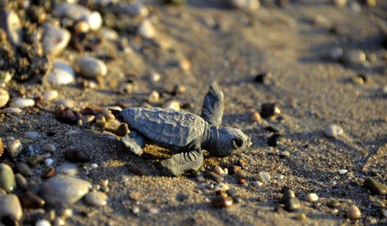 Antalya’da yavru caretta caretta mevsimi