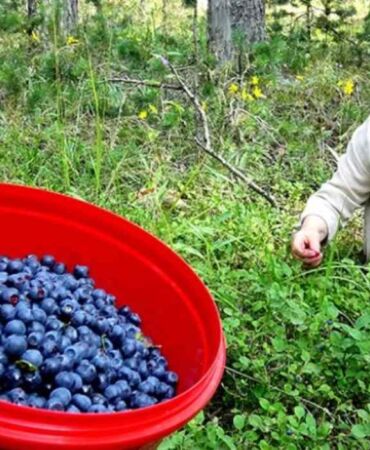 Antioksidan deposu! Sarıçam Ormanları'nda 2 bin 500 rakımda yetişiyor
