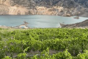 Artvin'de bağlar ilk üzümlerini verdi