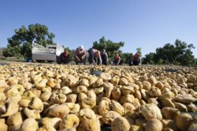 Aşırı sıcaklar kuru incirde hasadı öne çekti