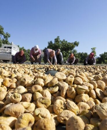 Aşırı sıcaklar kuru incirde hasadı öne çekti