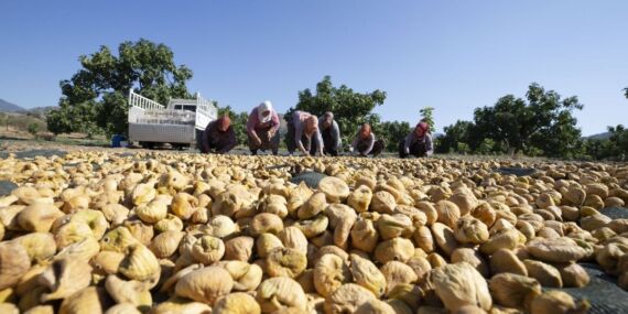 Aşırı sıcaklar kuru incirde hasadı öne çekti