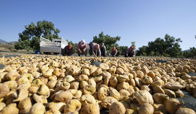 Aşırı sıcaklar kuru incirde hasadı öne çekti