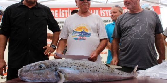 Av yarışmasında, 4 kiloluk istilacı balon balığı yakalandı